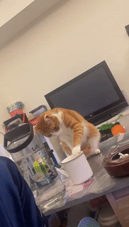 我的喵呀!第一次见到猫咪被自己的便便吓傻了,哈哈哈...-微信头条网 我的喵呀!第一次见到猫咪被自己的便便吓傻了,哈哈哈...
