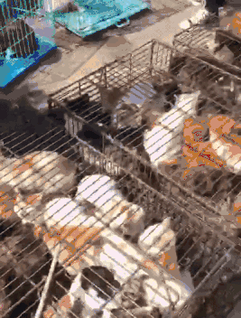 他們偷貓來當「野味肉」賣！長達十多年！ 寵物 第9張