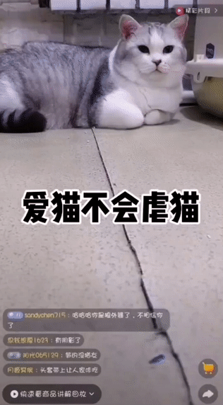 网红直播中给猫咪头套臭屁蛋 最后害死了猫 粉丝却在洗白 可他救了80多只猫啊 全网搜