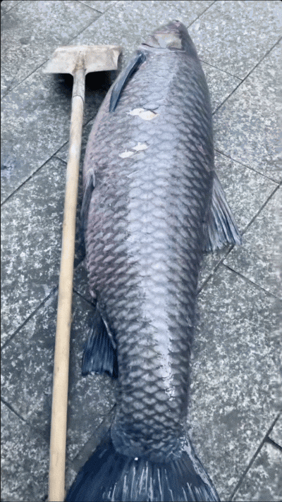 几万块的鱼,就这么吃了?湖北男子手刃百万级青鱼王