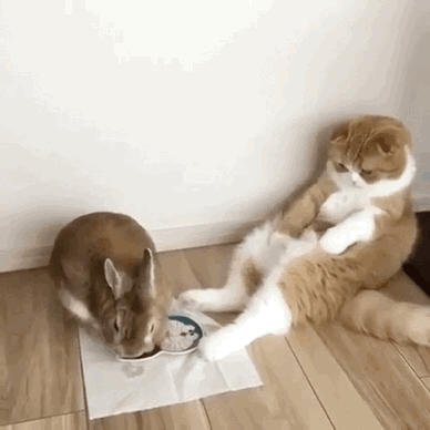 养兔兔的你这些安全隐患都注意了吗