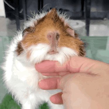 ͼƬ