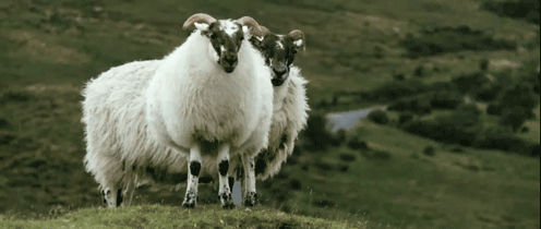 496_210gif 动态图 动图