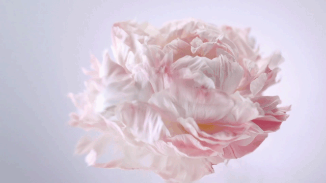 限量上市 | 「植迹玫瑰之心」限定礼盒，为爱守护！