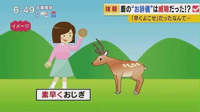 峨眉山猴王 奈良流氓鹿 巴哈馬豬精 如何招架景區一霸 為了求生了解一下 幾何民宿 微文庫