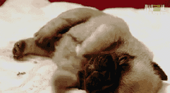 睡觉时身体突然抖一下,咋回事?时,为啥身体会颤抖?看完眼界大开-友友