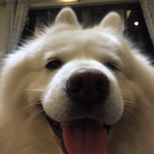 微信图片_20201219114042.gif