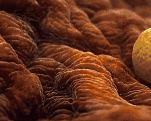 卵子也在“内卷”！如何养出“漂亮”的卵子?