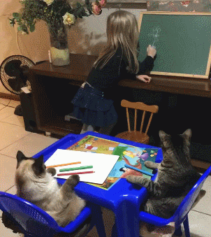 兩隻貓咪乖乖坐好聽課，小主人：等下獎勵小魚幹哦 寵物 第2張