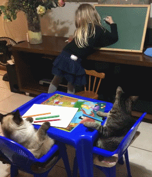 兩隻貓咪乖乖坐好聽課，小主人：等下獎勵小魚幹哦 寵物 第3張