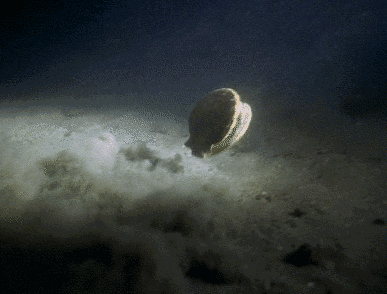 獐子岛躺枪!扇贝跑北海道？NO!扇贝不是大马哈鱼