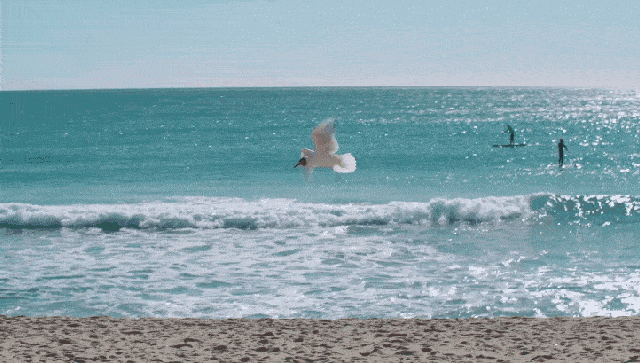 一道“凉拌海参”，缓解夏季的炎热！