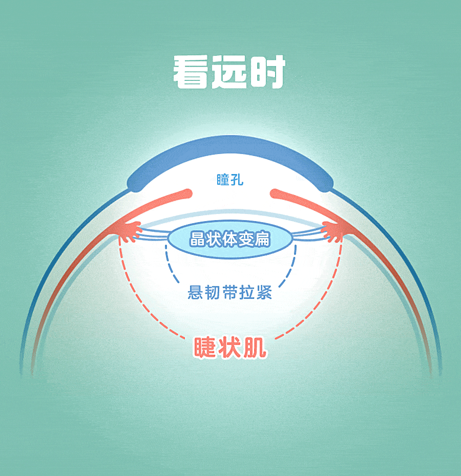 怎么测角膜直径【原创】生物测量参数︱屈光参数的详解_https://www.jmylbn.com_新闻资讯_第15张
