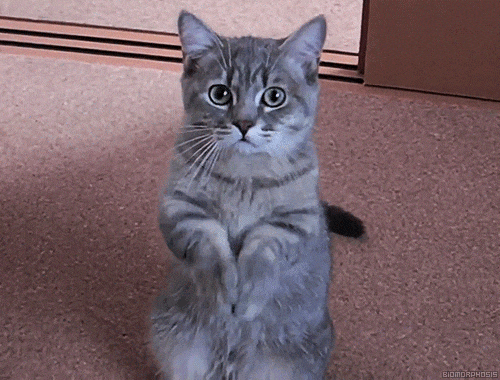 cat.gif