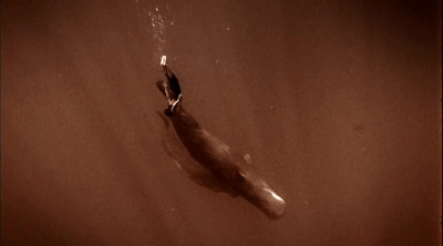 1522722692819852.gif