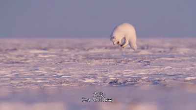 1526288017134345.gif