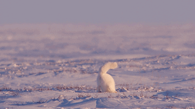 1526288212904406.gif