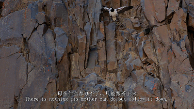 1526283668594082.gif