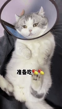 怎么办?我家猫是个嘤嘤怪!网友:别说了,我已经开始自责了-微信头条网 怎么办?我家猫是个嘤嘤怪!网友:别说了,我已经开始自责了