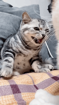 怎么办?我家猫是个嘤嘤怪!网友:别说了,我已经开始自责了-微信头条网 怎么办?我家猫是个嘤嘤怪!网友:别说了,我已经开始自责了