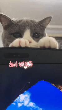 怎么办?我家猫是个嘤嘤怪!网友:别说了,我已经开始自责了-微信头条网 怎么办?我家猫是个嘤嘤怪!网友:别说了,我已经开始自责了