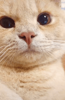 怎么办?我家猫是个嘤嘤怪!网友:别说了,我已经开始自责了-微信头条网 怎么办?我家猫是个嘤嘤怪!网友:别说了,我已经开始自责了