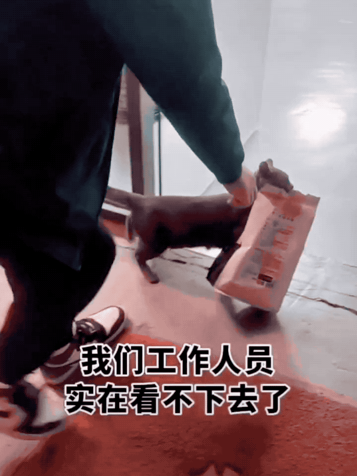 猫妈妈叼着半袋猫粮死活不松口,一个举动看哭数万网友.....-微信头条网 猫妈妈叼着半袋猫粮死活不松口,一个举动看哭数万网友.....