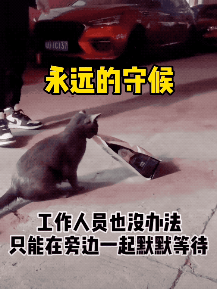 猫妈妈叼着半袋猫粮死活不松口,一个举动看哭数万网友.....-微信头条网 猫妈妈叼着半袋猫粮死活不松口,一个举动看哭数万网友.....