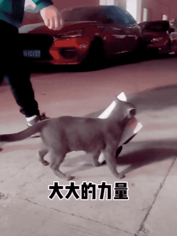 猫妈妈叼着半袋猫粮死活不松口,一个举动看哭数万网友.....-微信头条网 猫妈妈叼着半袋猫粮死活不松口,一个举动看哭数万网友.....
