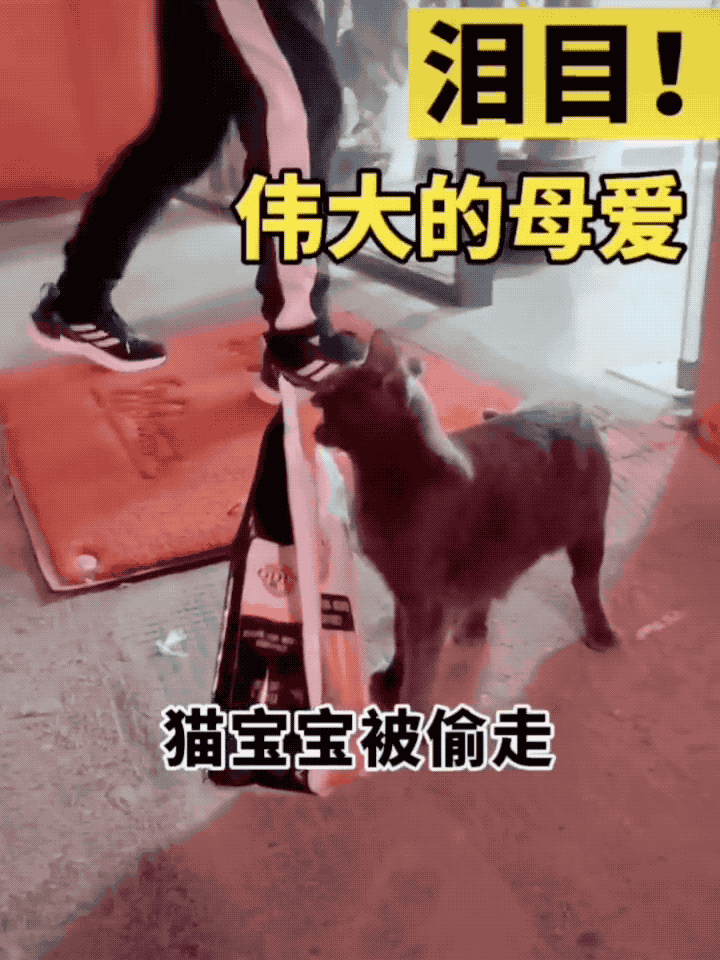 猫妈妈叼着半袋猫粮死活不松口,一个举动看哭数万网友.....-微信头条网 猫妈妈叼着半袋猫粮死活不松口,一个举动看哭数万网友.....