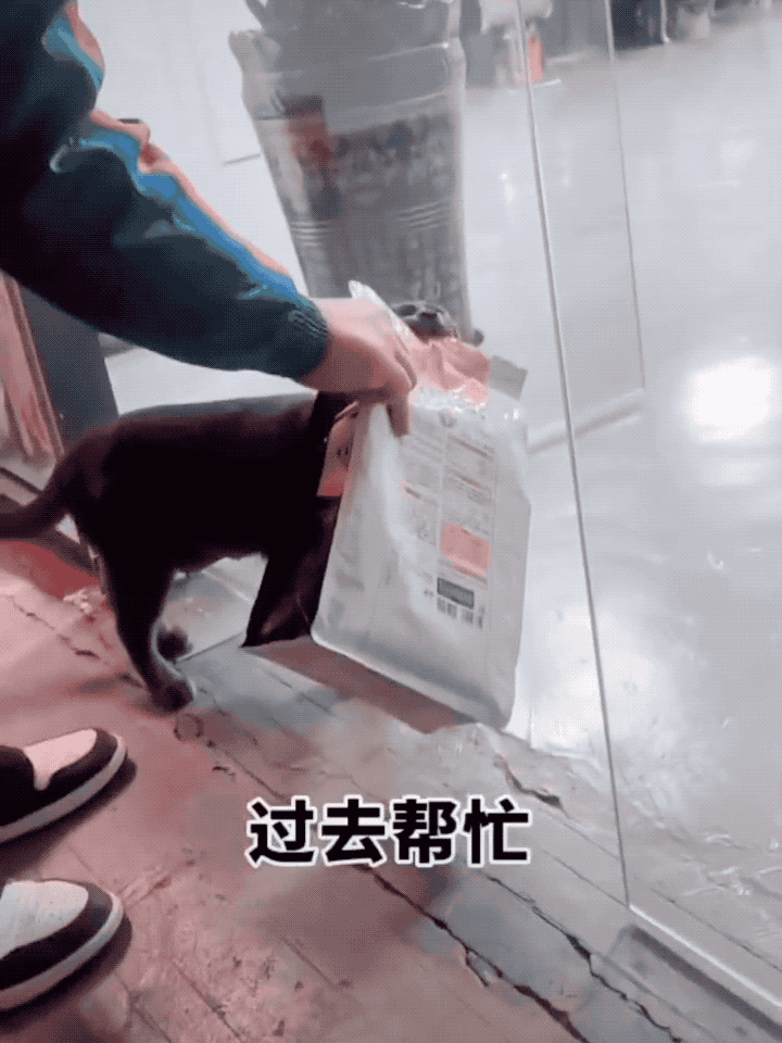 猫妈妈叼着半袋猫粮死活不松口,一个举动看哭数万网友.....-微信头条网 猫妈妈叼着半袋猫粮死活不松口,一个举动看哭数万网友.....