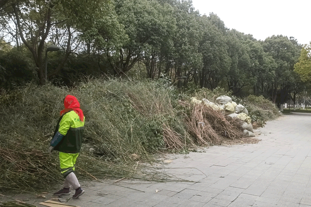 阳澄湖湖滨公园树枝修剪工作开启，现场粉碎处