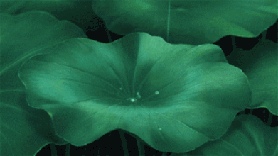 荷花.gif