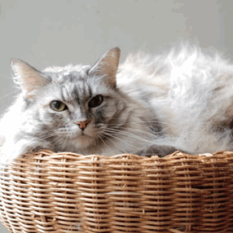 治愈一下，看看日本猫奴是如何为主子们设计家装的 自由微信 FreeWeChat