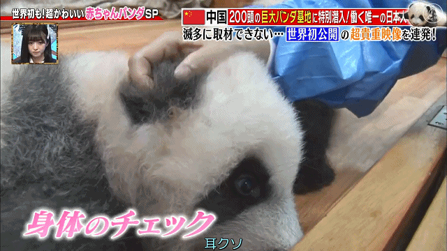 这个日本妹子为了中国“国宝”奉献了30年青春！还成为熊猫基地唯一的外国人…（组图） - 16