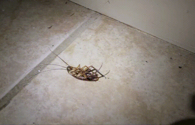 风油精孕妇闻了对胎儿有影响吗_孕妇风油精闻一个小时没事吧_孕妇闻了半小时风油精味道