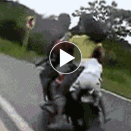 母猪意外怀孕,不笑你打我