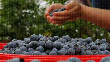 0268摘蓝莓采摘地址:章贡区沙石镇埠上村,火燃村,峰山村,龙埠村
