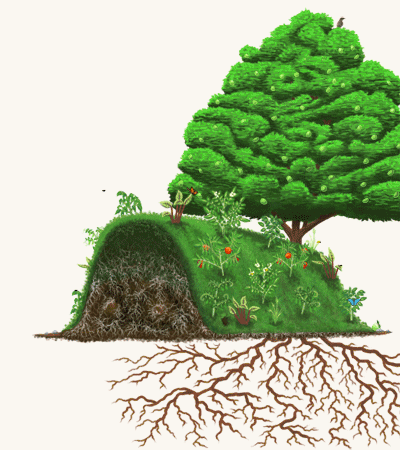 种植是自然有效的固土方式,扎入土中的根系能够紧紧抓住深层土壤,牢牢