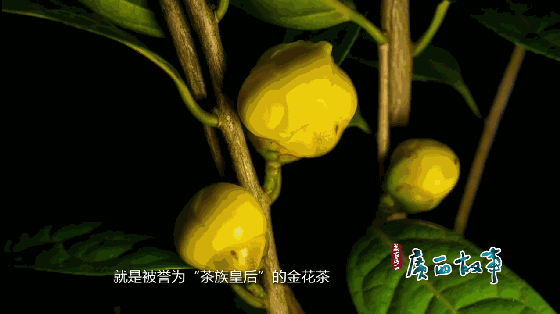 【聚焦防城港】天天飞传媒为国际医学创新合作论坛宣传助力！(图10)