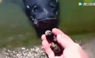 野生大青鱼的三个显著习性 想钓青鱼必须懂 奇迹mu