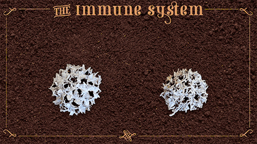 NK细胞：当我杀死癌细胞的那一刻，连我自己都害怕！