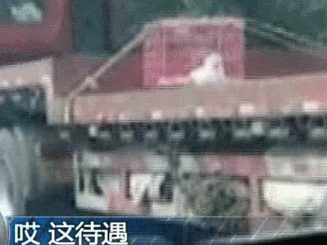 任性6.gif