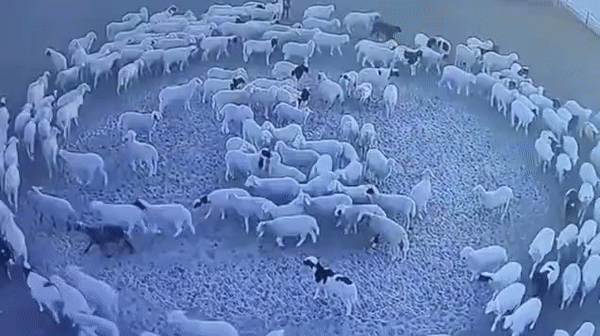 中国一大群羊连续12天不停转圈，把老外整蒙了：是上帝派来的（组图）