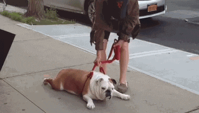 遛狗路上的6大"杀手",连"别人家的熊孩子"都输惨了!_影视聚合站