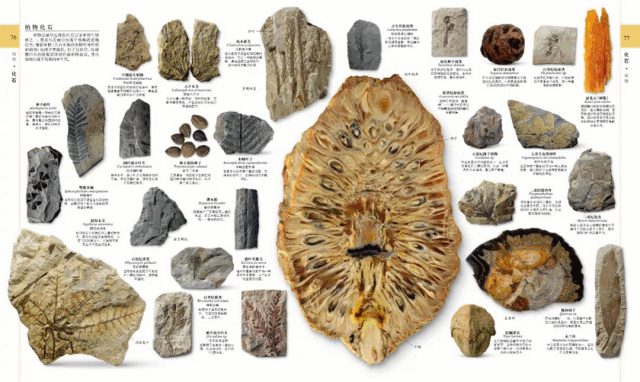 1本百科全书，6000张高清插图，让孩子轻松学会45亿地球历史