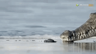 生命不能承受之重：这部9.4分神作，教孩子在逆境中独立成长