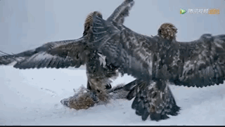 生命不能承受之重：这部9.4分神作，教孩子在逆境中独立成长