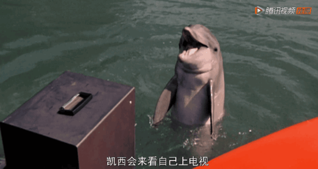 “一夜爆红后，它笑着自杀”