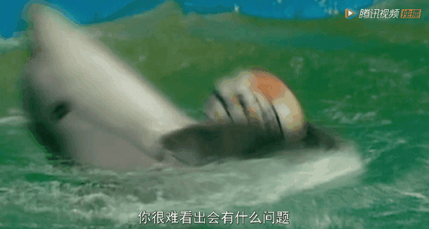 “一夜爆红后，它笑着自杀”